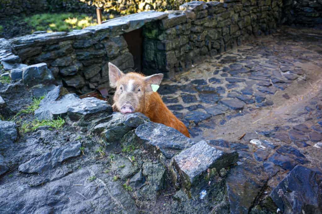 Pig at an Irish folk village