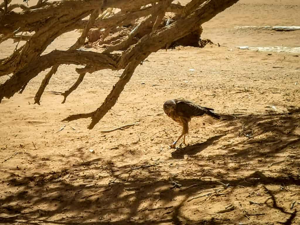 Eagle in Namibia