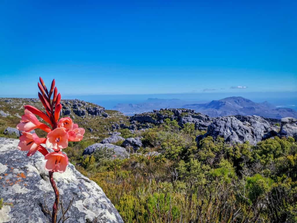 Table Mountain, Cape Town