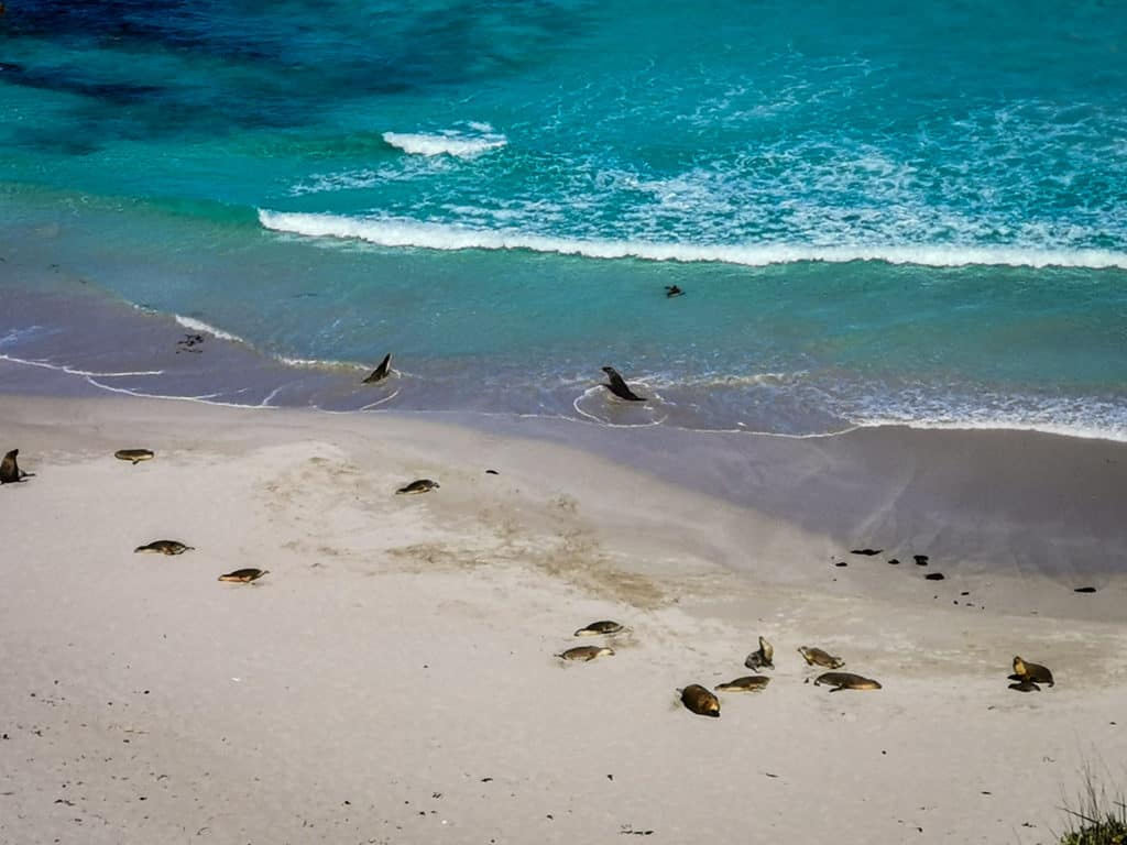 Seals on the beach Kangaroo Island