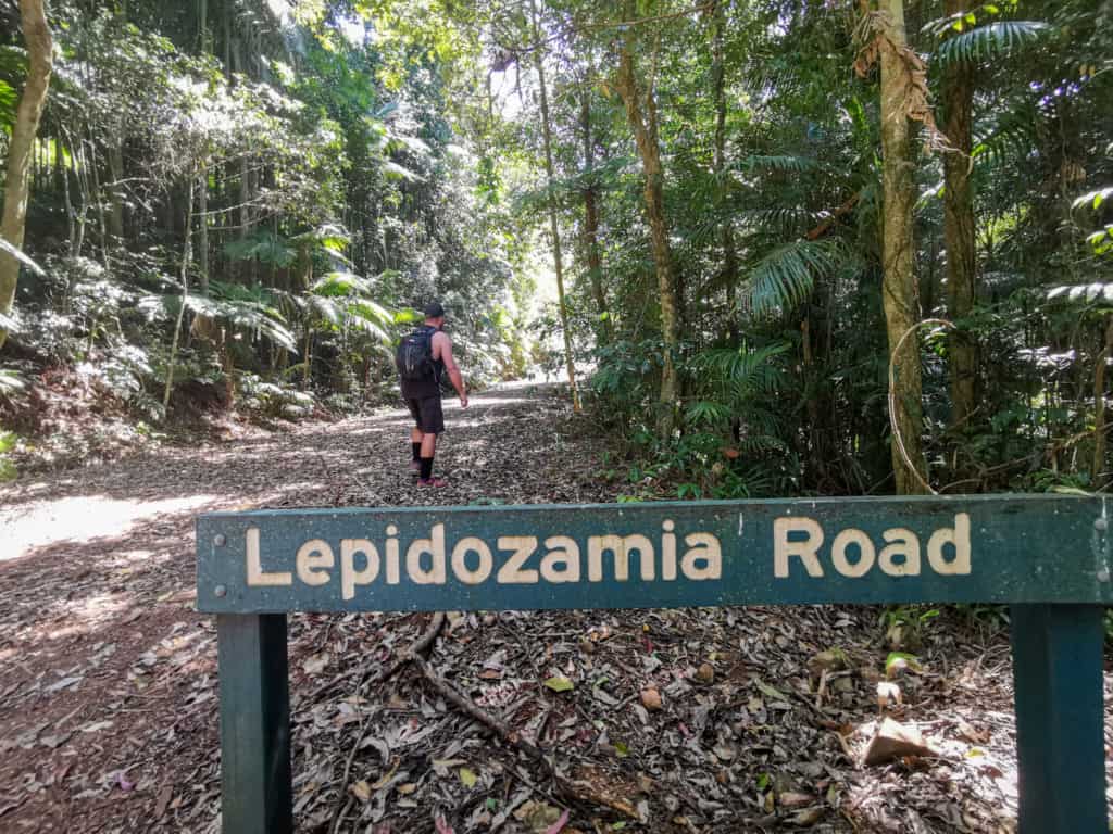 Lepidozamia road entry to find Piper comanche plane wreck