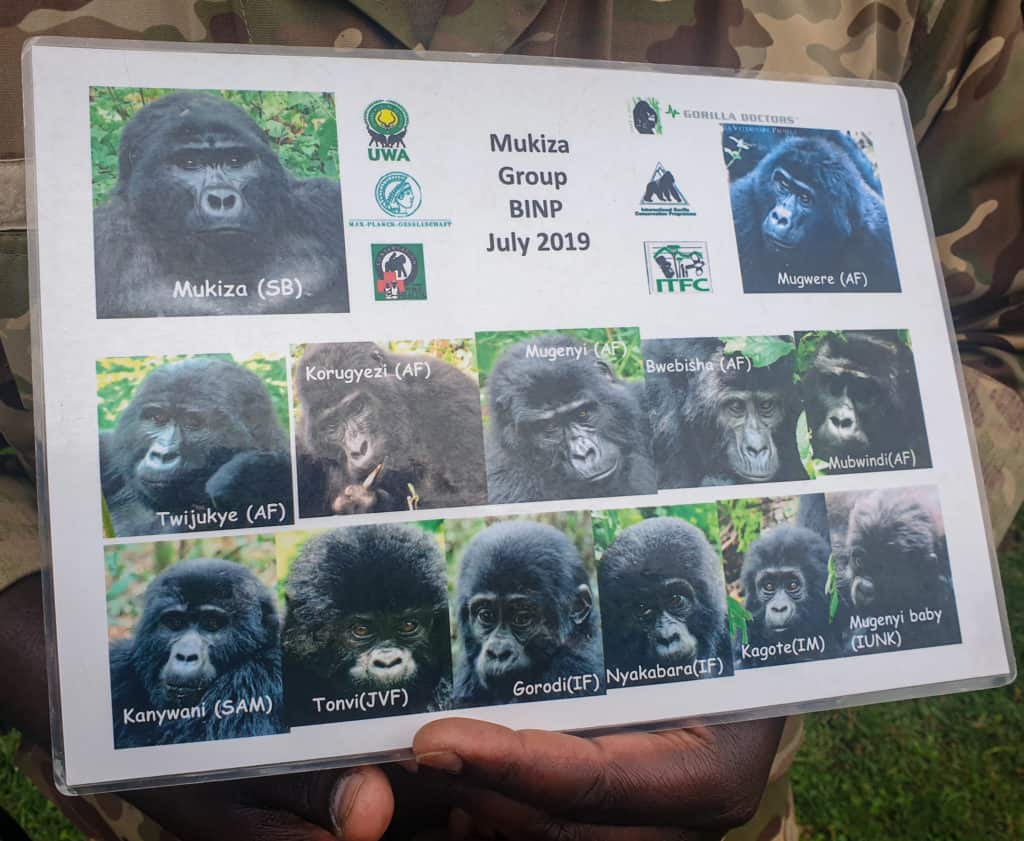Mukiza gorilla family Bwindi National Park