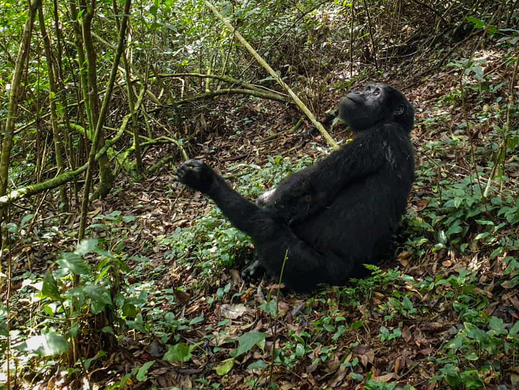 Young gorilla Uganda