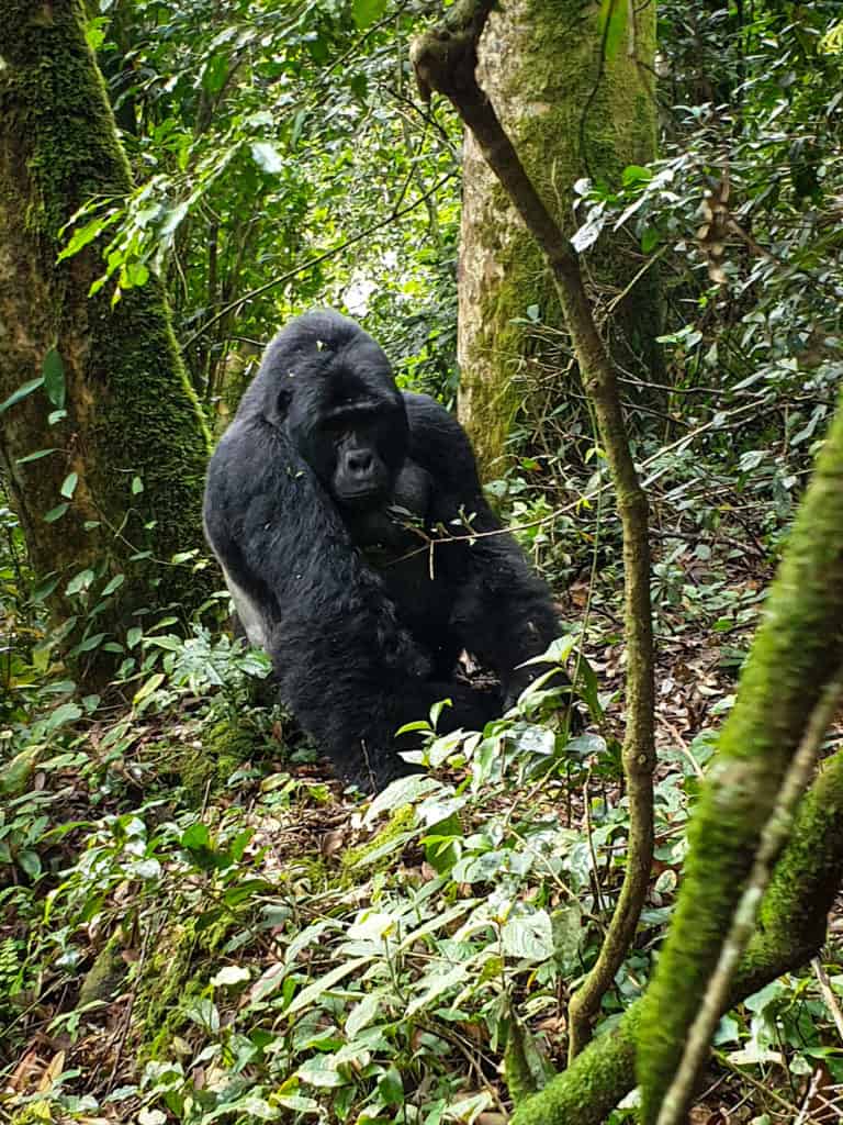 King Kong Uganda trek