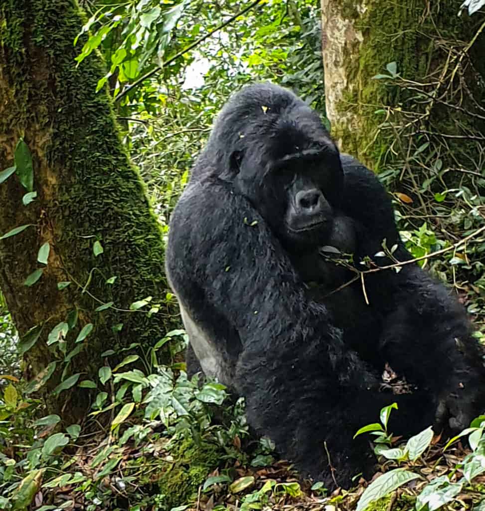gorilla trekking Uganda
