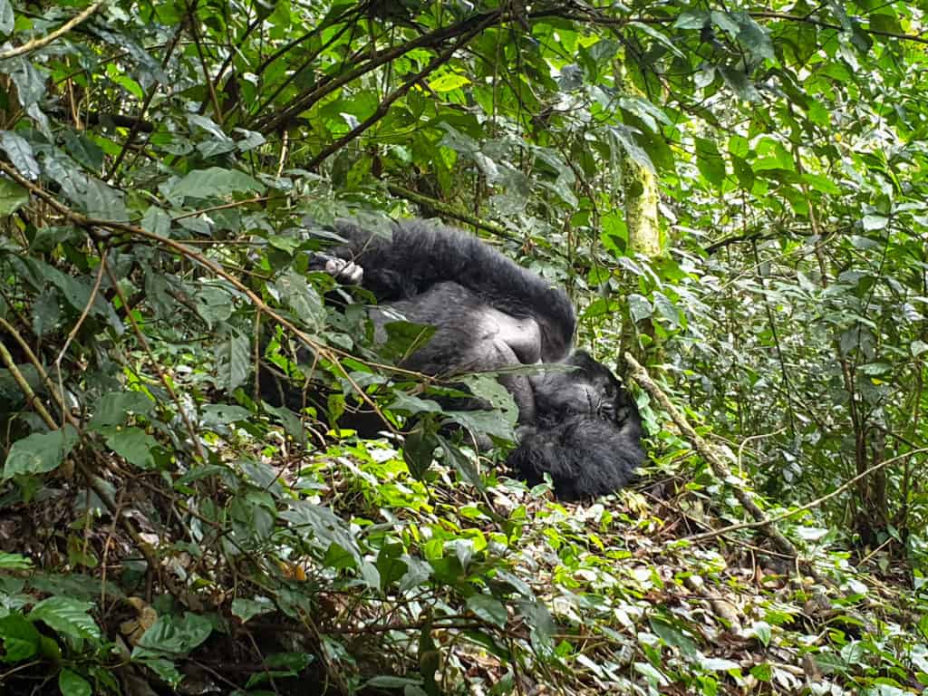 Uganda gorilla trek