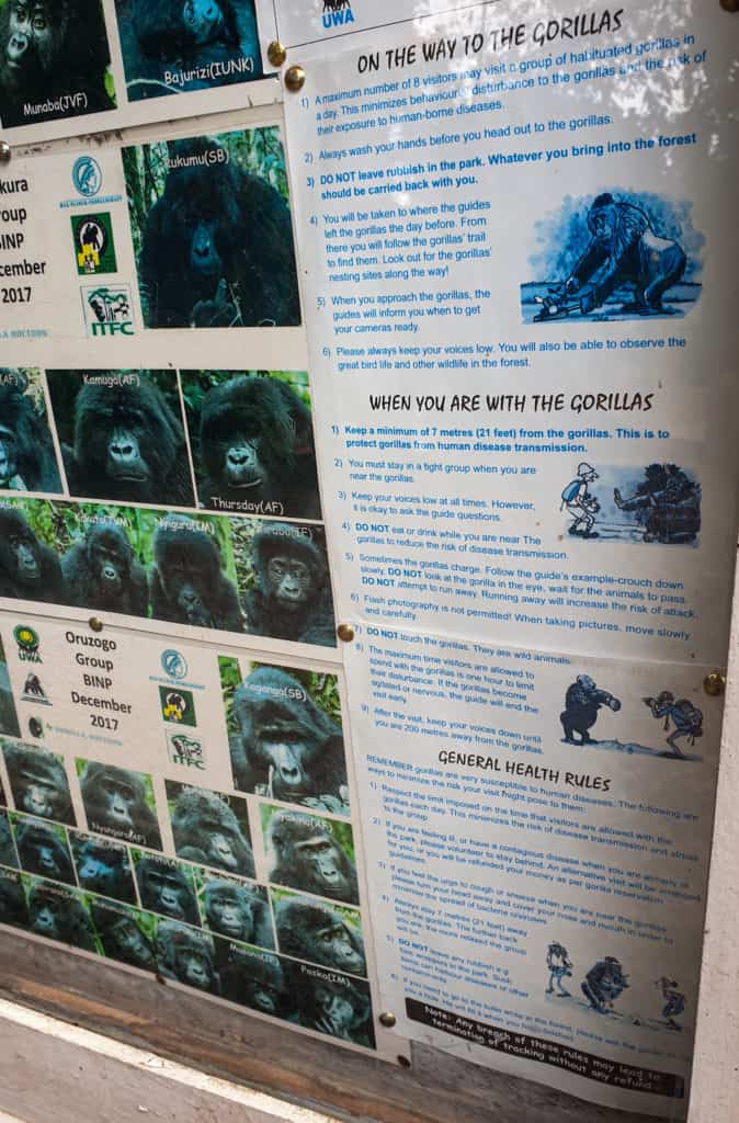 Bwindi National Park gorilla information