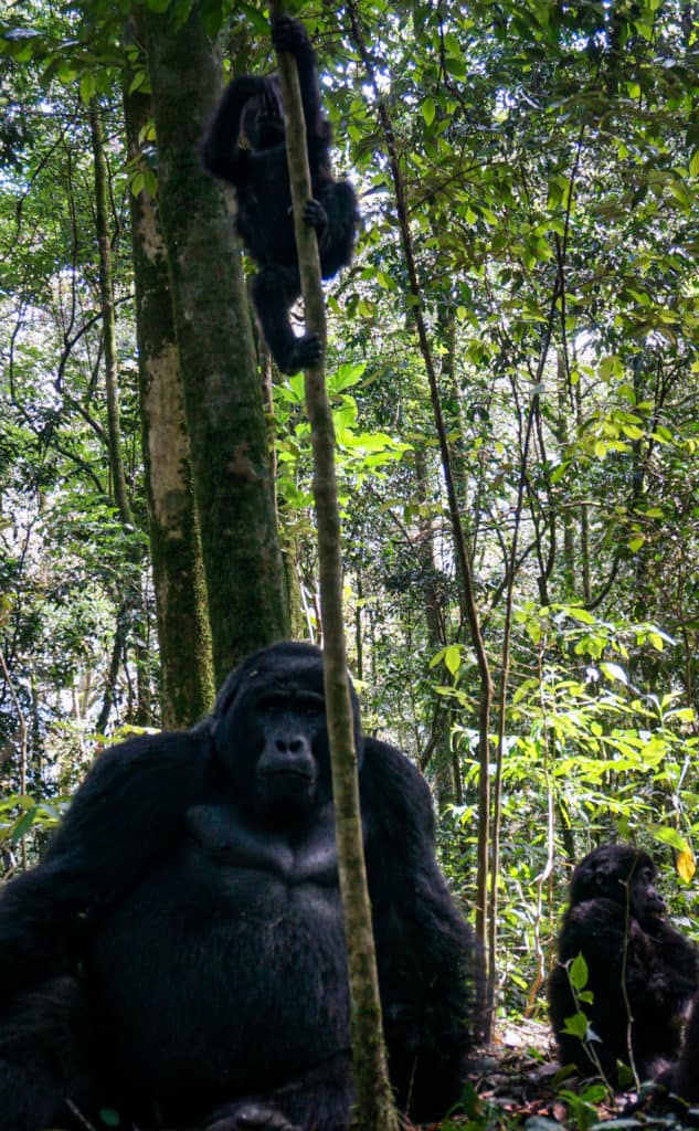 Gorilla family Uganda