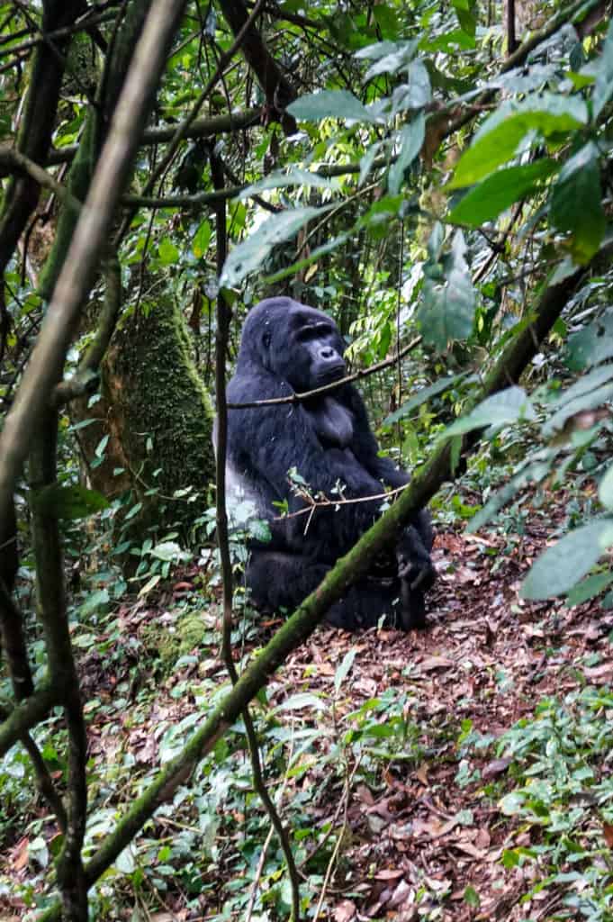 Uganda gorilla trek