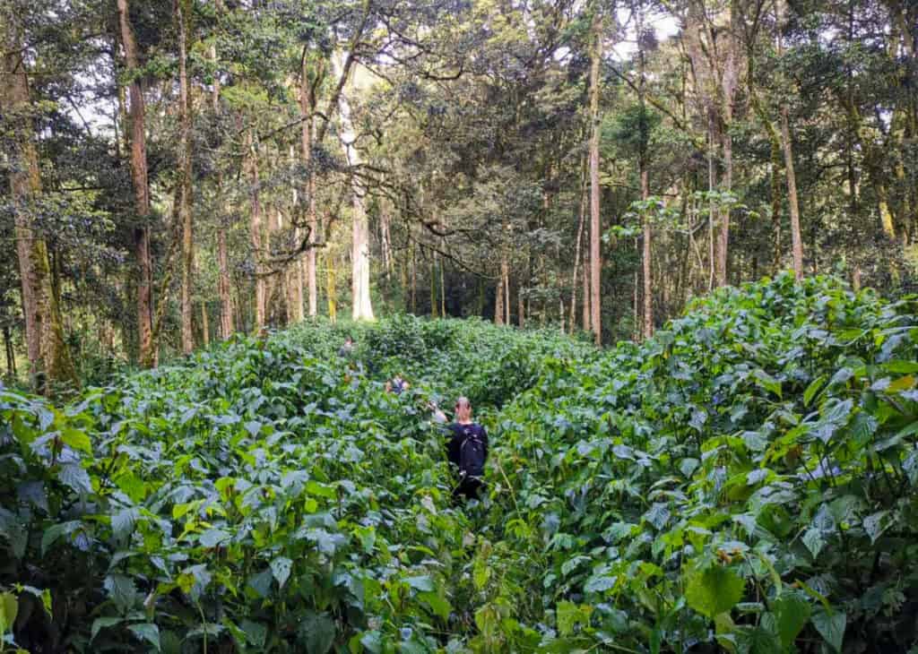 Gorilla trek Uganda