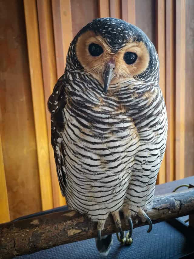 Osaka owl cafe