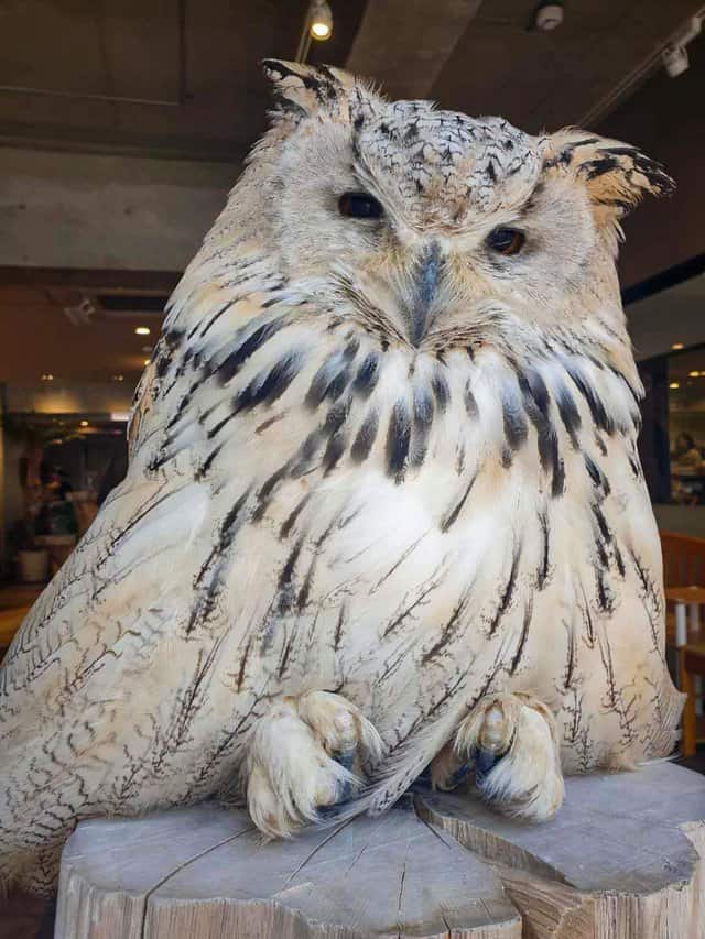 owl cafe osaka