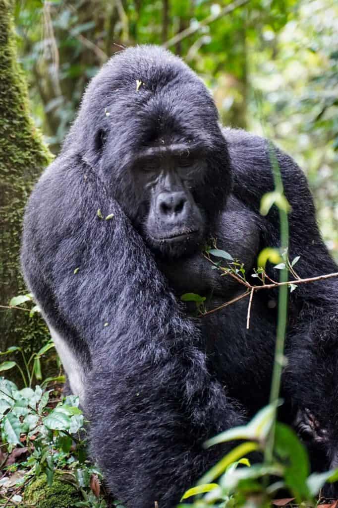 Gorilla trek Uganda