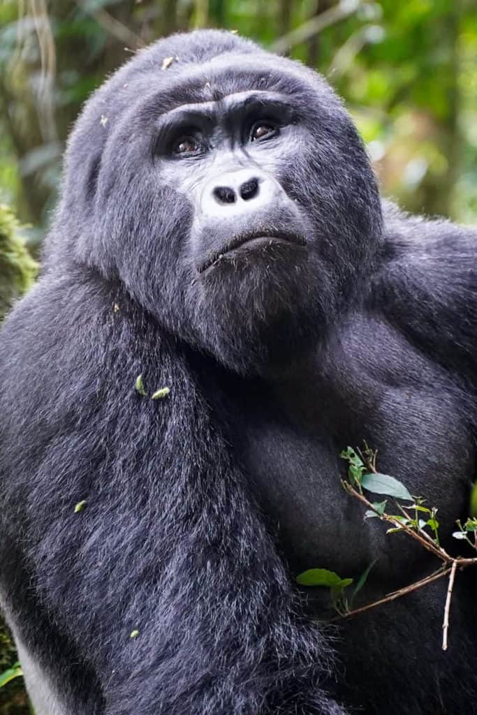 Uganda gorilla trek 