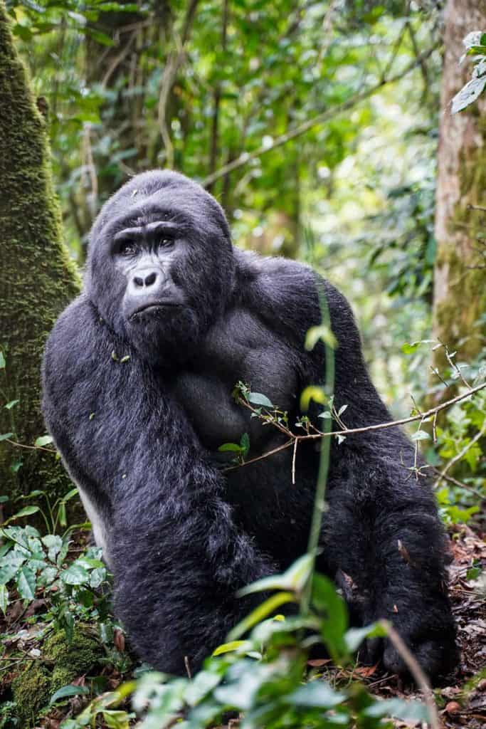 gorilla trek Uganda