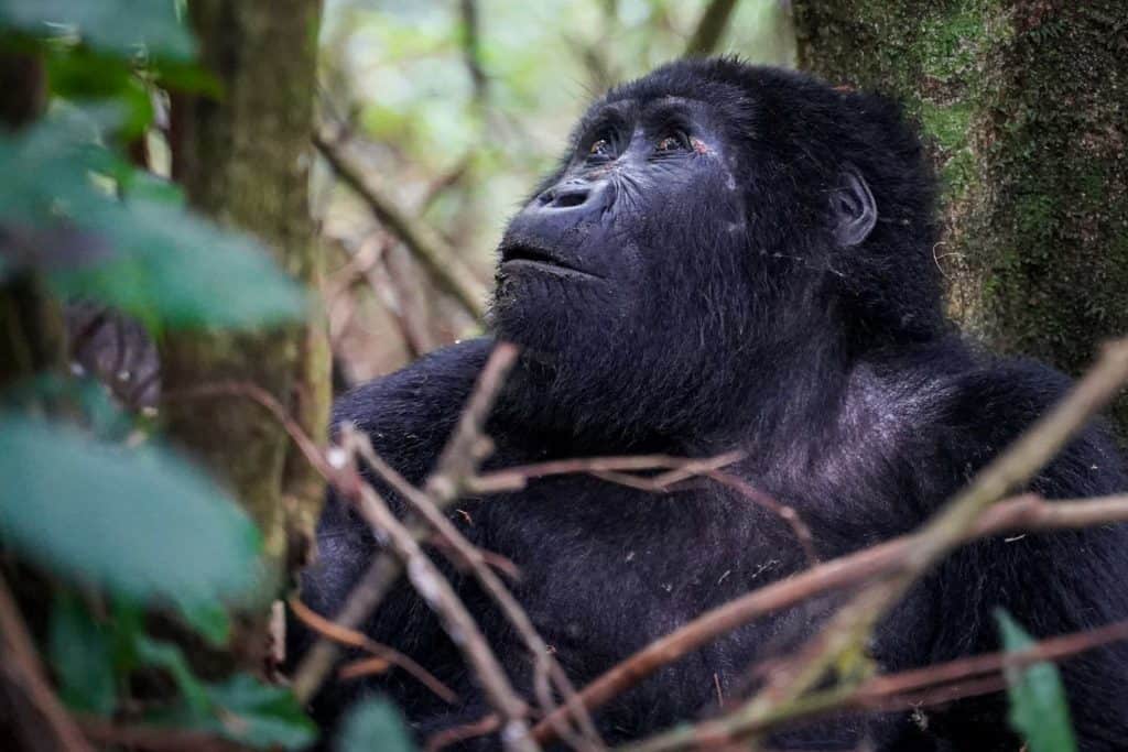 gorilla trek Uganda
