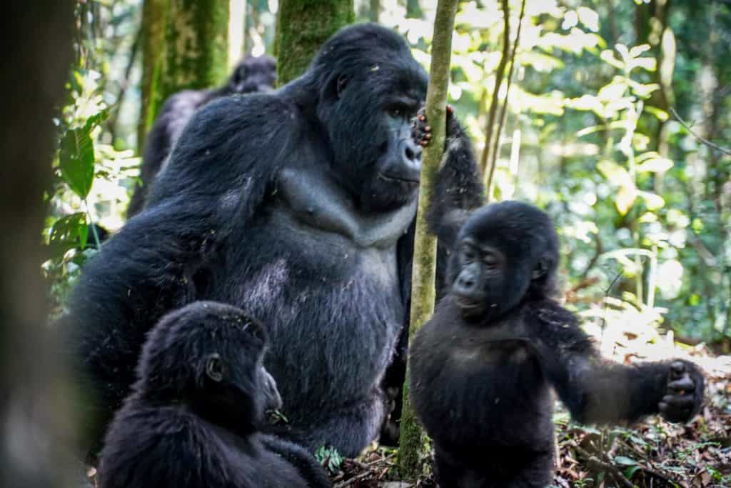 gorilla trek Uganda