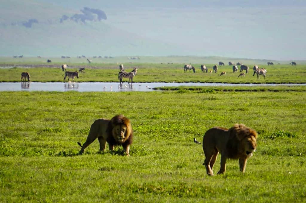the Ngorongoro Crater in Tanzania.