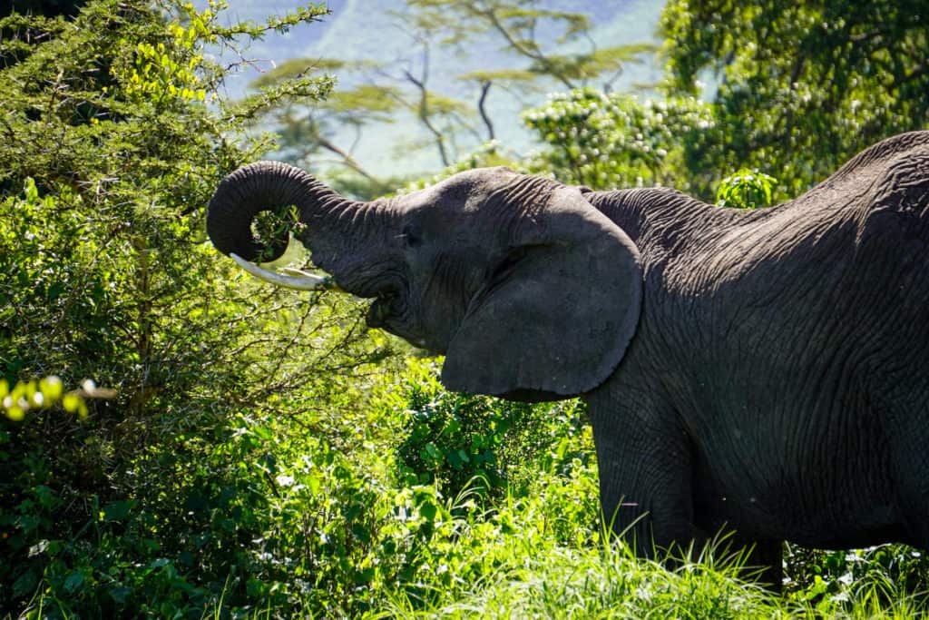 Elephant's at the Ngorongoro Crater in Tanzania.