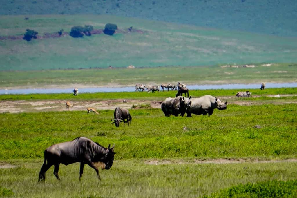rhino's in the Ngorongoro Crater in Tanzania.