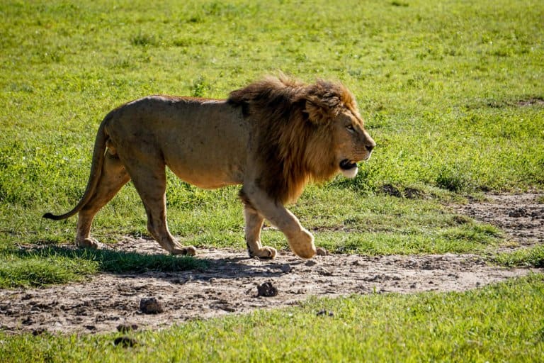 Lion at the Ngorongoro Crater in Tanzania.