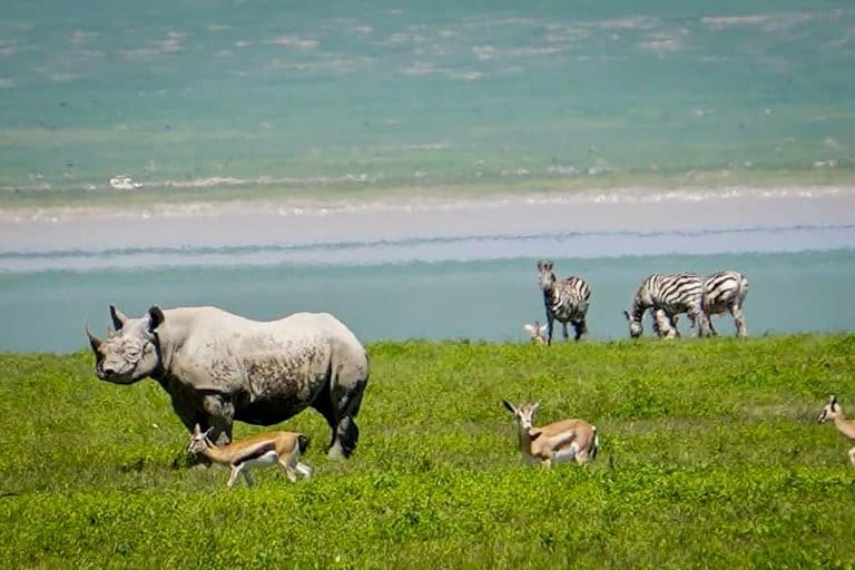 the Ngorongoro Crater in Tanzania.