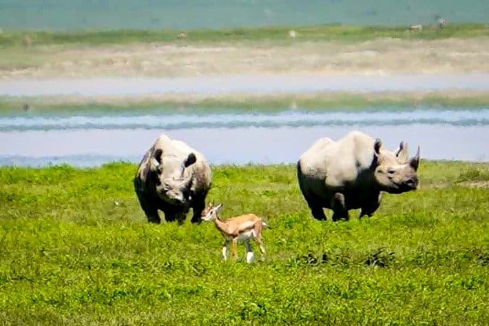 Rhino's in the Ngorongoro Crater in Tanzania.