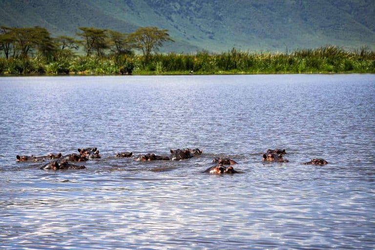 Hippo's in the Ngorongoro Crater in Tanzania.