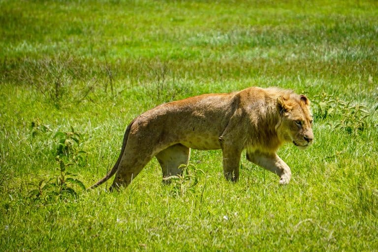 lion in the Ngorongoro Crater in Tanzania.