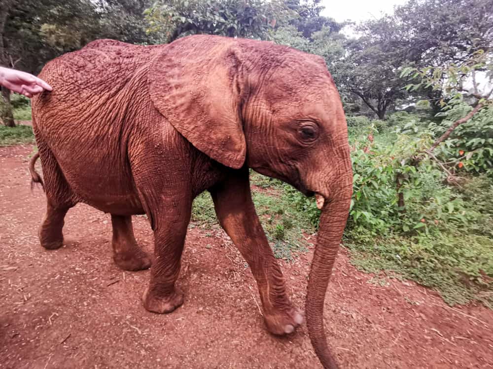 Returning to Sheldrick Wildlife trust Kenya