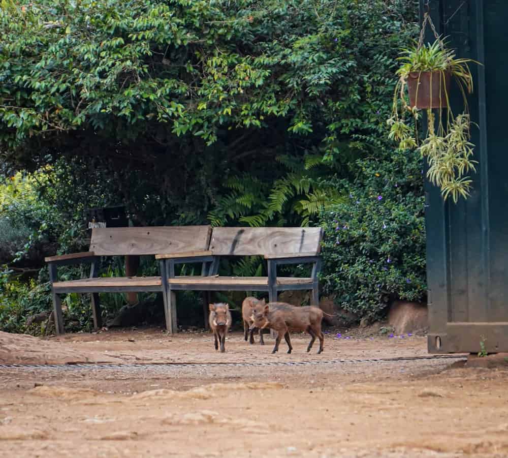 Warthogs at Sheldrick Wildlife trust Kenya