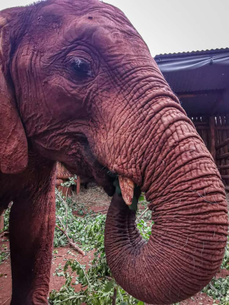 Elephant at Sheldrick Wildlife trust Kenya
