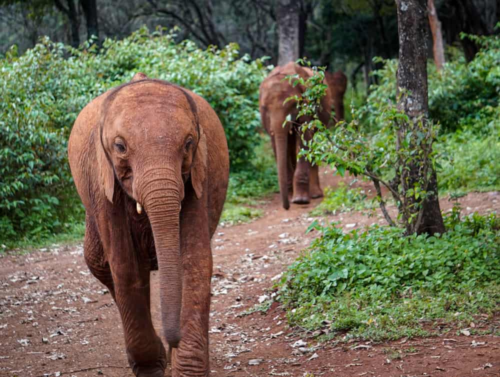 Elephants returning to Sheldrick wildlife trust