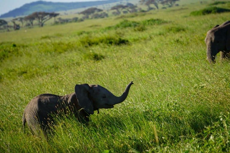 Baby elephant on Serengeti safari