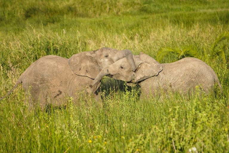 Elephants Serengeti safari