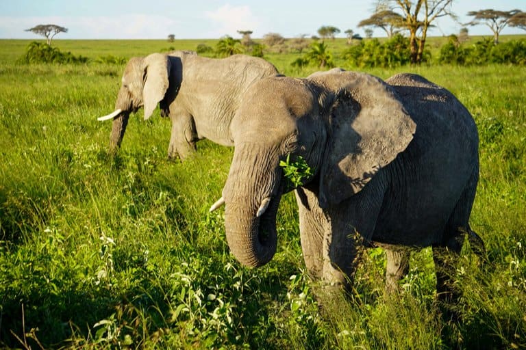 Elephants Serengeti safari