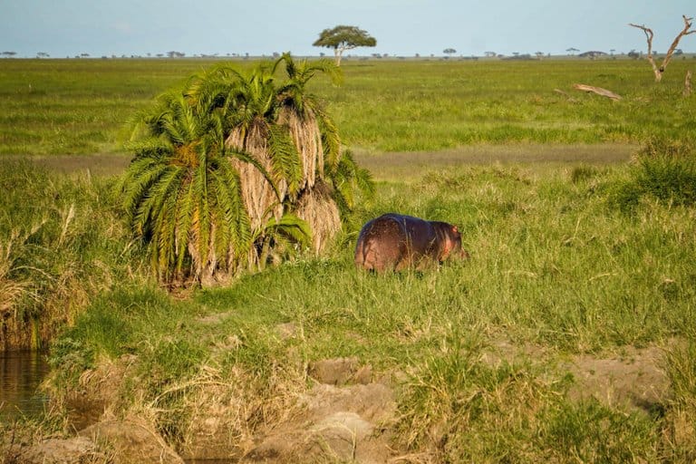 Hippo seen on Serengeti safari