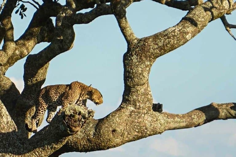 leopard spotted on Serengeti safari