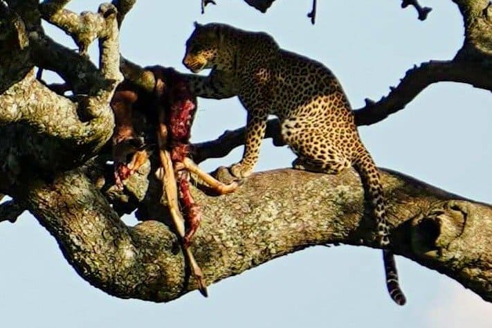 leopard spotted on Serengeti safari