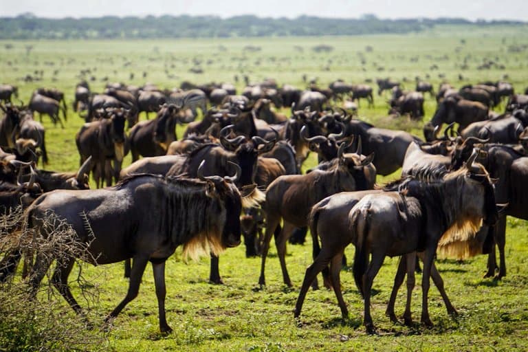 Wildebeest Serengeti safari