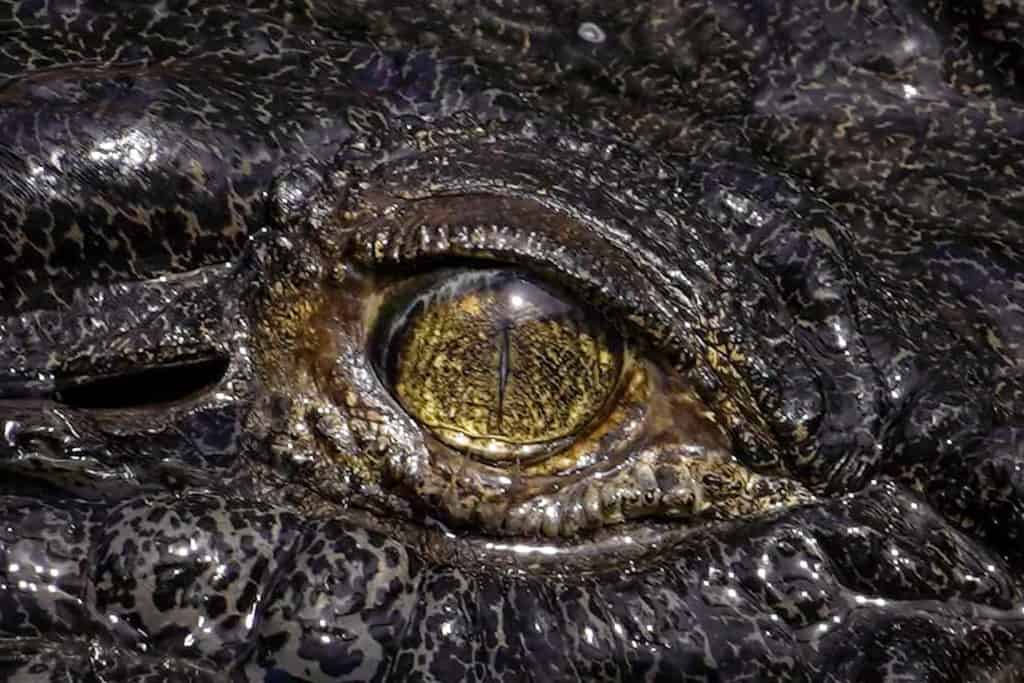 Crocodile eye cage of death