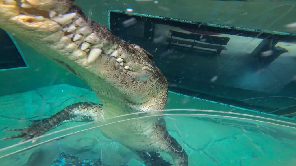 Crocodile swim Cage of Death 