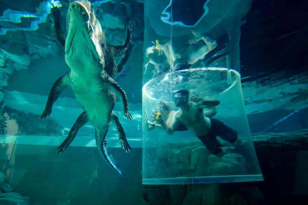 Cage of Death - Crocodile swim