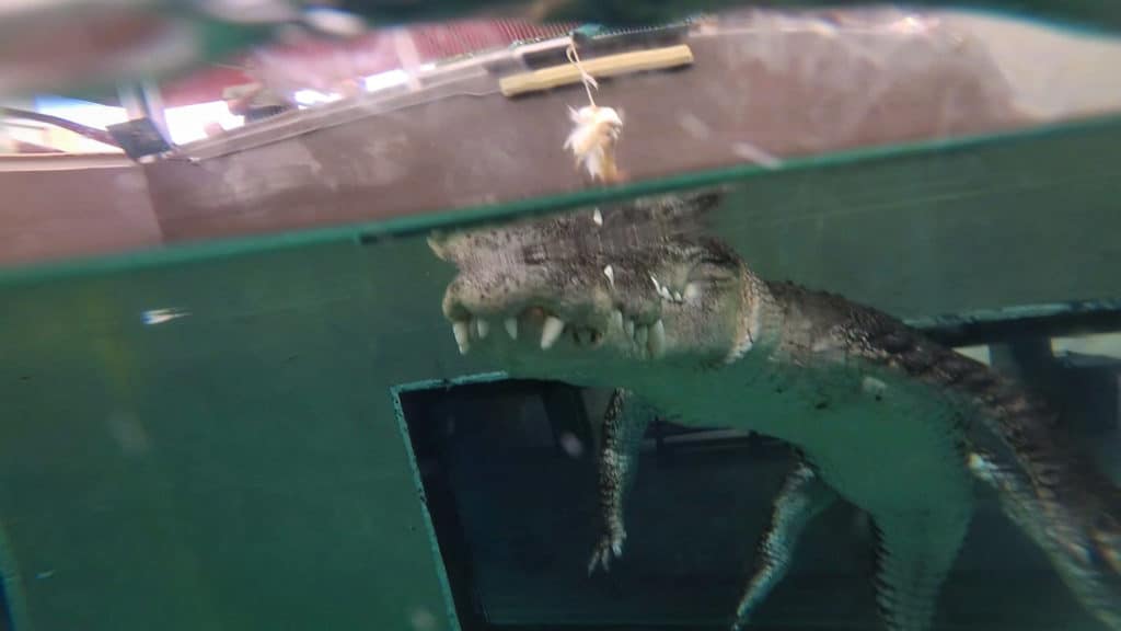 Crocodile swim Cage of Death 