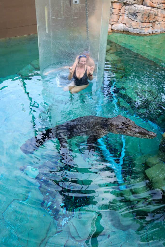 Crocodile swim Cage of Death 