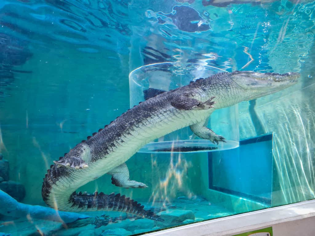 Cage of Death - Crocodile swim