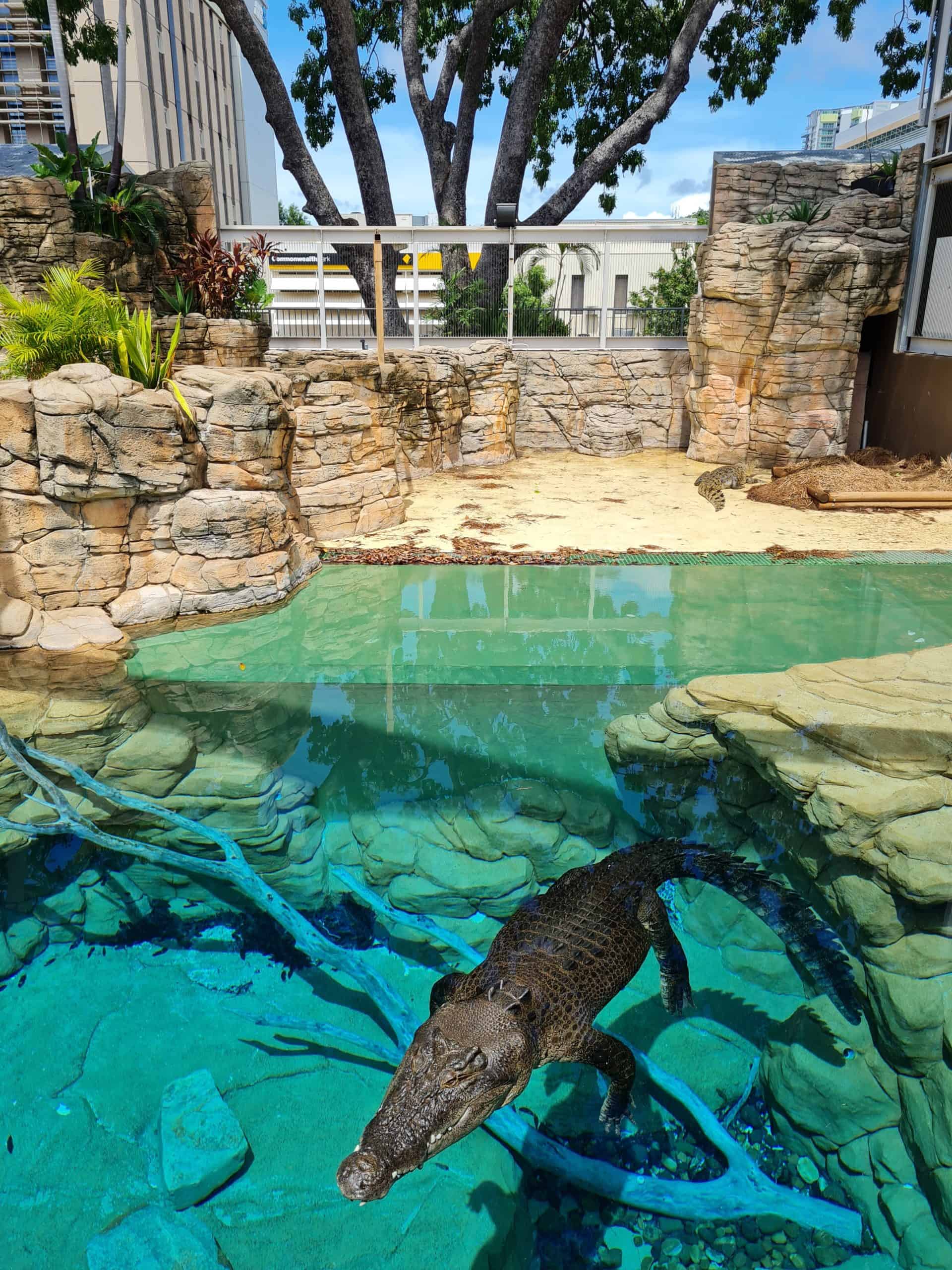 Cage of Death Crocodile swim Four Worn Soles