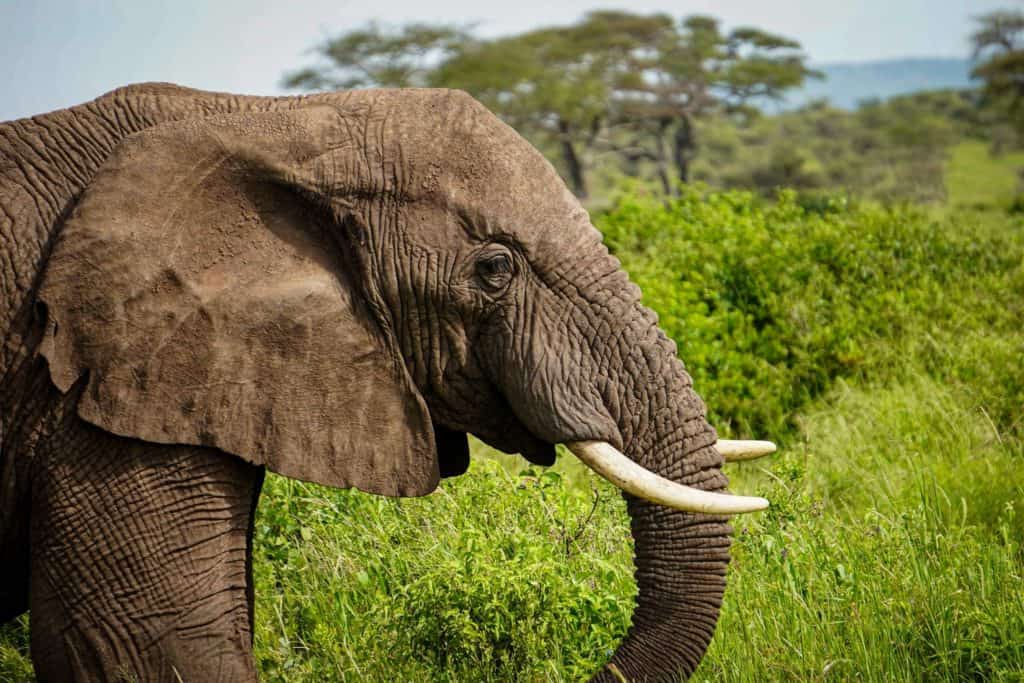 serengeti bush camp safari Elephant