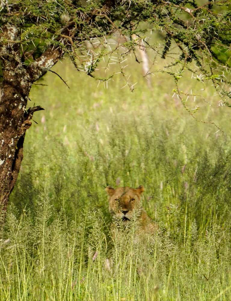 Lioness serengeti bush camp safari