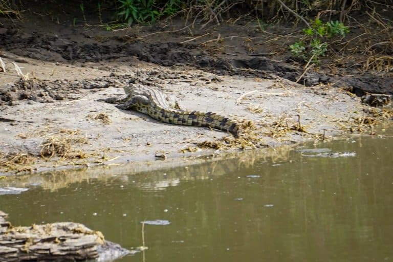 Crocodile serengeti bush camp safari